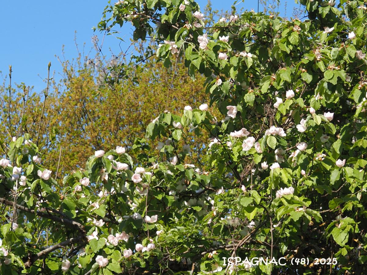 Quince plant